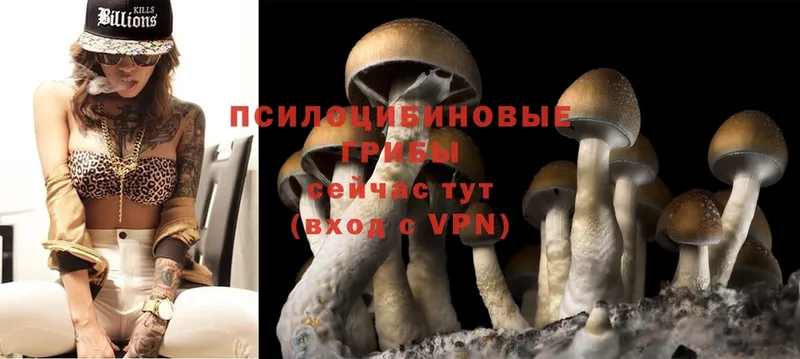 наркотики  Корсаков  Галлюциногенные грибы Cubensis 